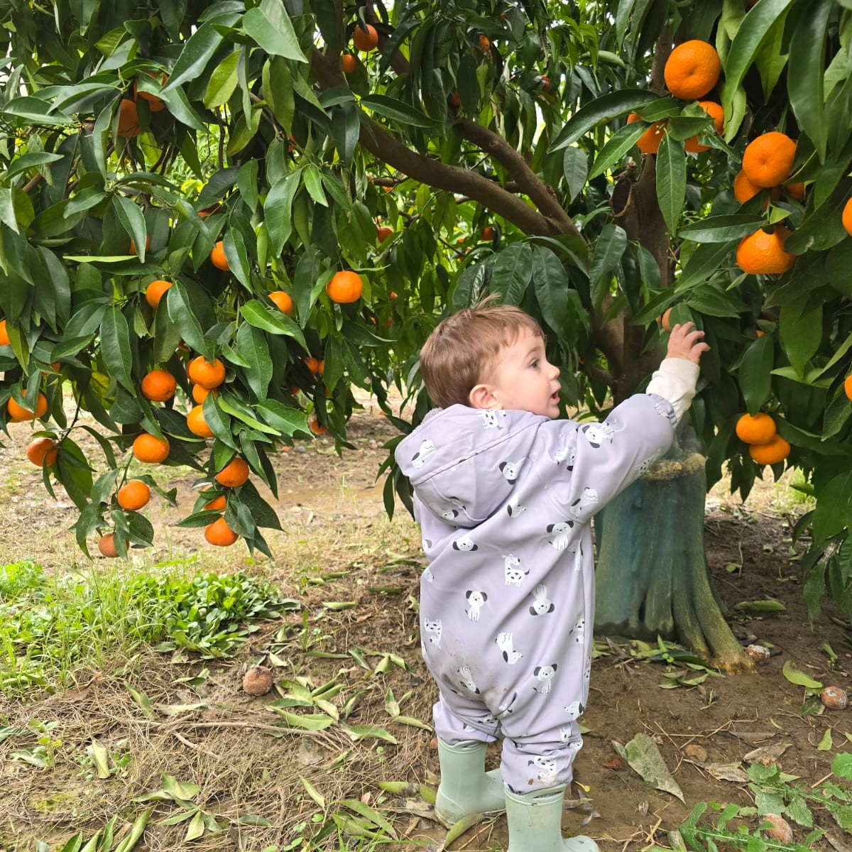 Mandarina Farming Tour